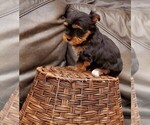 Small Photo #8 Yorkshire Terrier Puppy For Sale in NEWCASTLE, CA, USA