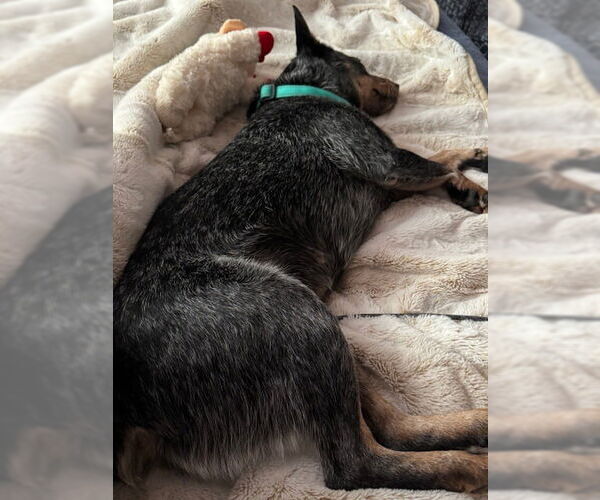 Medium Photo #3 Mutt Puppy For Sale in Salt Lake City, UT, USA