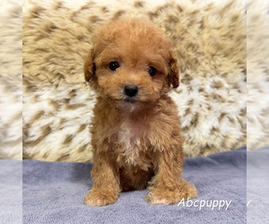 Poodle (Toy) Puppy for Sale in DONNA, Texas USA