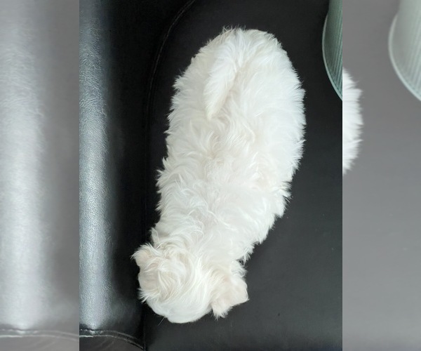 Medium Photo #3 Maltese Puppy For Sale in NILES, MI, USA
