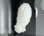 Small #2 Maltese