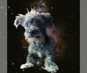 Poodle (Miniature)-Unknown Mix Dogs for adoption in Fresno, CA, USA