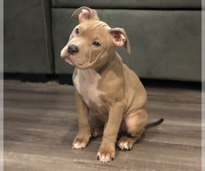 American Bully-American Pit Bull Terrier Mix Puppy for sale in LATHROP, CA, USA