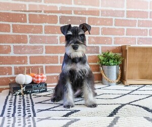 Schnauzer (Miniature) Puppy for sale in SYRACUSE, IN, USA