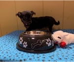 Small Photo #2 Chihuahua Puppy For Sale in PATERSON, NJ, USA