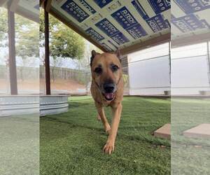 Timmy - Male German Shepherd Dog Dog for Adoption - Photo #2