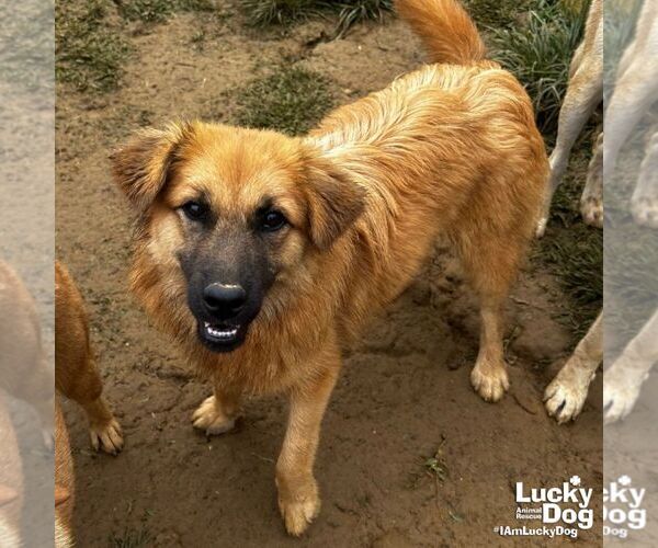 Medium Photo #3 Golden Retriever-Unknown Mix Puppy For Sale in Washington, DC, USA