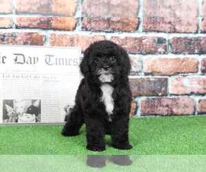 Cavapoo Puppy for sale in BEL AIR, MD, USA