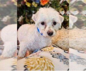 Maltese Dogs for adoption in Bon Carbo, CO, USA