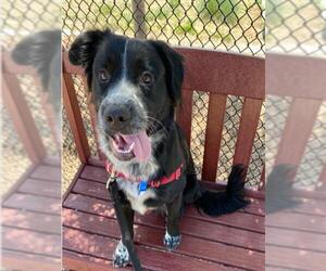 Border-Aussie Dogs for adoption in Fort Collins, CO, USA