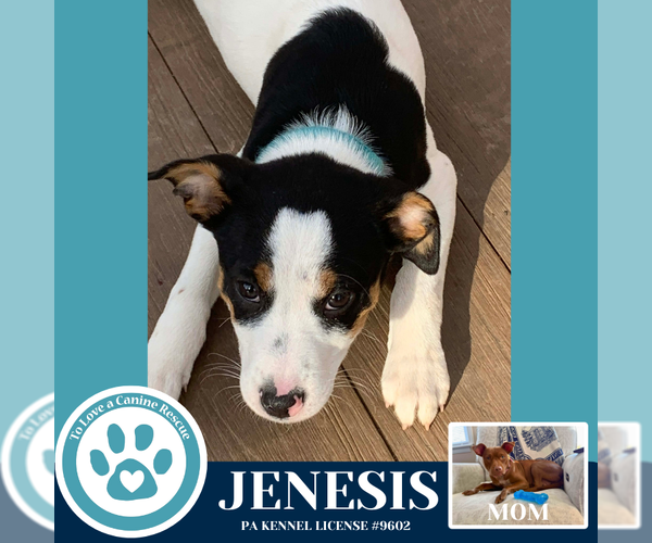 Medium Photo #2 Mutt Puppy For Sale in Kimberton, PA, USA