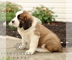 Small #3 Saint Bernard