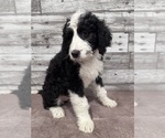 Small #9 Bernedoodle