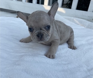 French Bulldog Puppy for sale in ATLANTA, GA, USA