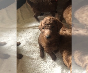 Poodle (Standard) Puppy for sale in VICTOR, NY, USA