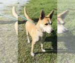 Small #3 Siberian Husky Mix