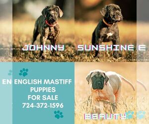 Havashu Puppy for sale in GROVE CITY, PA, USA