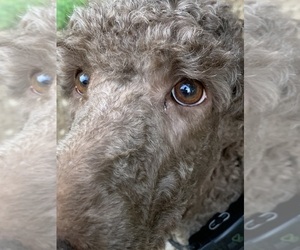 Mother of the Goldendoodle puppies born on 10/15/2024