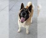Small Akita Mix
