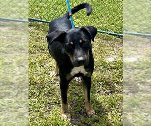 Labrador Retriever Dogs for adoption in Fort Lauderdale, FL, USA