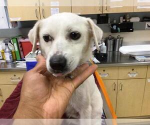 Mutt Dogs for adoption in Riverside, CA, USA