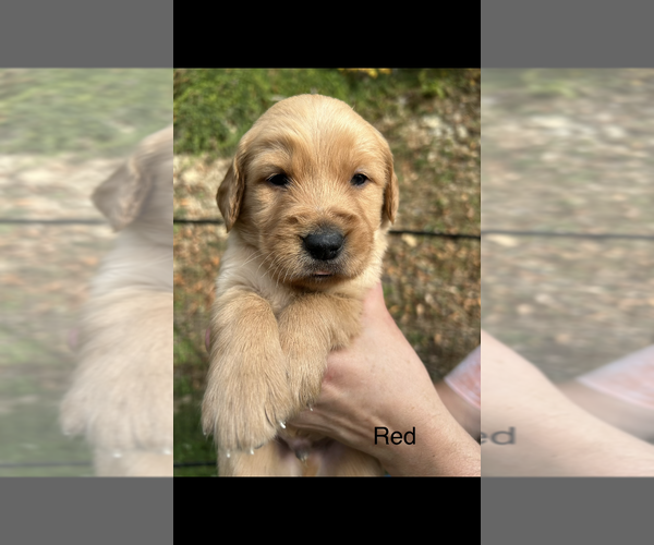 Medium Photo #1 Golden Retriever Puppy For Sale in MOREHEAD, KY, USA
