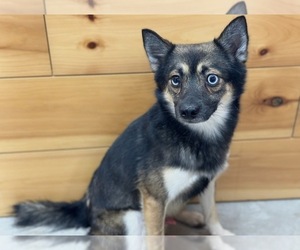 Father of the Alaskan Klee Kai-Pomsky Mix puppies born on 04/06/2026