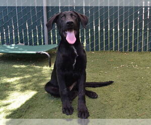 Labrador Retriever-Unknown Mix Dogs for adoption in Oroville, CA, USA