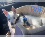 Small Photo #1 Jack Russell Terrier Puppy For Sale in Arcadia, FL, USA