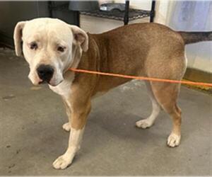 Mutt Dogs for adoption in Camarillo, CA, USA