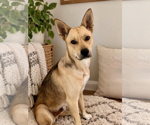 Medium Photo #1 Rhodesian Ridgeback-Siberian Husky Mix Puppy For Sale in Sandy, UT, USA