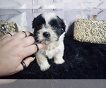 Small Photo #3 Shih Tzu Puppy For Sale in HAYWARD, CA, USA