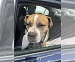 DUKE - Male Mastiff-Unknown Mix Dog for Adoption - Small photo