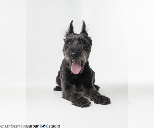 Medium Photo #1 - Mix Puppy For Sale in Tampa, FL, USA