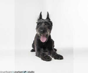 - Mix Dogs for adoption in Tampa, FL, USA