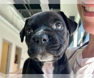 Medium American Pit Bull Terrier