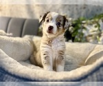 Small Photo #9 Australian Shepherd Puppy For Sale in LUMBERTON, TX, USA