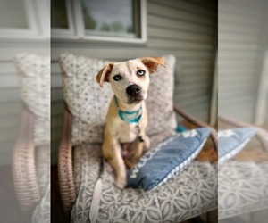 Labrador Retriever-Unknown Mix Dogs for adoption in New London, WI, USA