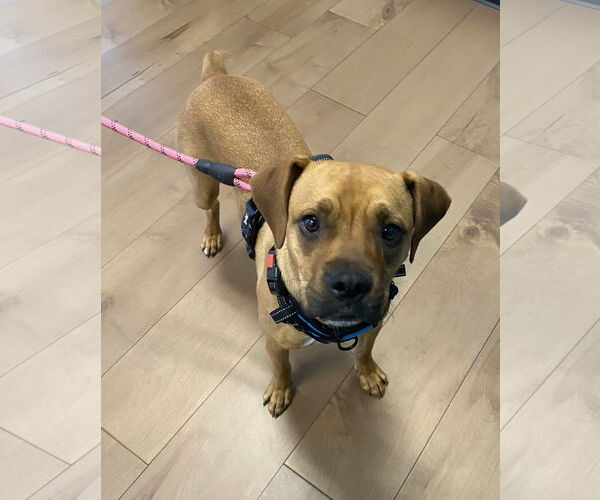 Medium Photo #2 Boxer-Unknown Mix Puppy For Sale in La Verne, CA, USA