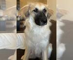Small Anatolian Shepherd Mix