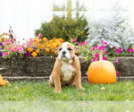 Small Photo #4 Beabull Puppy For Sale in NAPPANEE, IN, USA