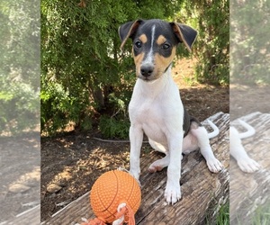Jack-Rat Terrier Puppy for sale in MIDDLEBURY, IN, USA