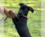 Small #3 Boxer Mix