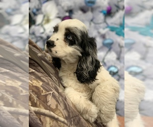 Cocker Spaniel Puppy for sale in CROSS TIMBERS, MO, USA