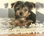 Small #1 Yorkshire Terrier