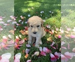 Small Photo #18 Labradoodle Puppy For Sale in DURHAM, CA, USA