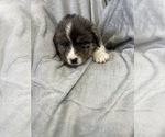 Small Photo #3 Miniature Australian Shepherd Puppy For Sale in WOODLAKE, CA, USA