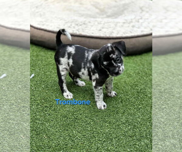 Medium Photo #3 Australian Shepherd-Border Terrier Mix Puppy For Sale in Mission Viejo, CA, USA