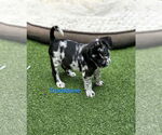 Small #2 Australian Shepherd-Border Terrier Mix