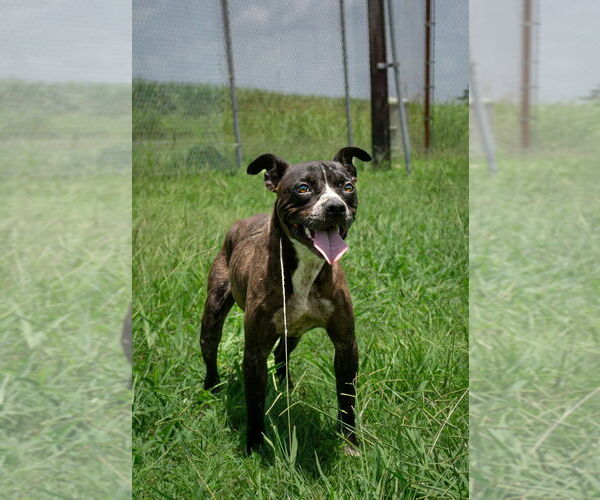 Medium Photo #1 Mutt Puppy For Sale in Abbeville, LA, USA